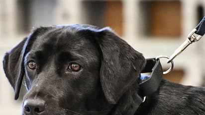 Sniffer dogs exhausted by prolonged duty during election season: SPG lays down strict rules