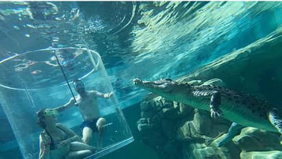 മുതലകള്ക്കിടയില് നിന്നുമവന് ചോദിച്ചു, വില് യൂ മാരി മീ