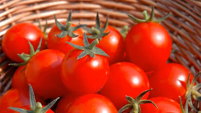 లక్నోలో ‘స్టేట్ బ్యాంక్ ఆఫ్ టమాట’