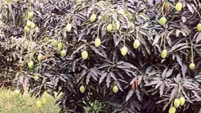 மாம்பழ சாகுபடி: இரகங்கள் முதல் அறுவடை வரை ஒரு அலசல்…