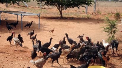 நாட்டுக் கோழிகளில் அதிக குஞ்சுகளைப் பெற இந்த வழிமுறைகள் உங்களுக்கு நிச்சயம் உதவும்...