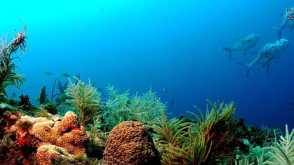 Huge mineral deposits found under sea in Mangaluru and Karwar