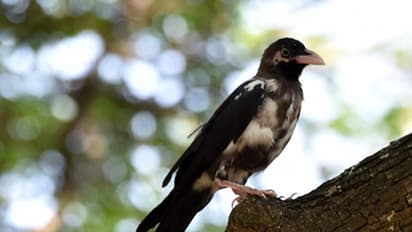 ಮೈಸೂರಿನಲ್ಲಿ ಬಿಳಿ ಕಾಗೆ ಪ್ರತ್ಯಕ್ಷ !
