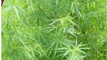 കൊച്ചിയില്‍ കഞ്ചാവ്‌ വേട്ട; പത്ത് കിലോ മൈസൂര്‍ 'മാംഗോ' പിടിച്ചു