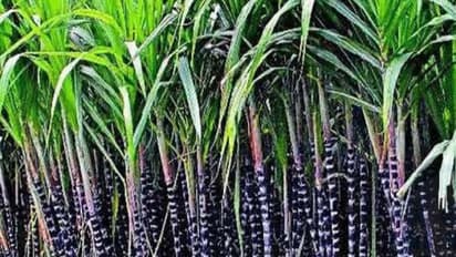 கரும்புத் தோகையை உரமாக்கி, மகசூலை இப்படிதான் அதிகரிக்கணும்...