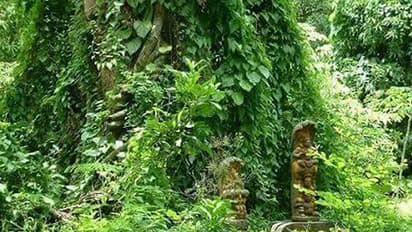 ഉടമസ്ഥ തര്ക്കം; ആലപ്പുഴയിലെ കാവുകള് നാശത്തിലേക്ക്