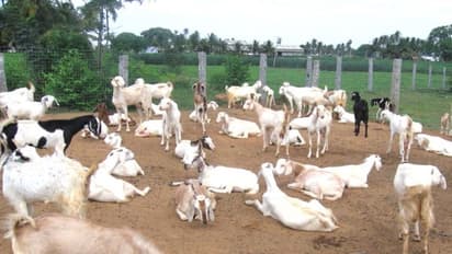 ஒருங்கிணைந்த பண்ணையில் ஆடு வளர்ப்பது கூடுதல் லாபம் தரும். எப்படி?