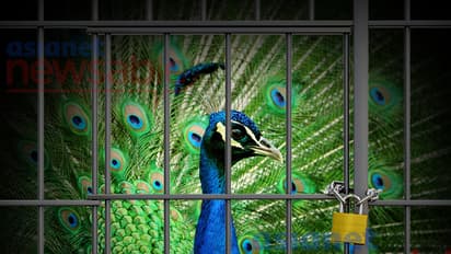 National Bird Caged For Religious Purpose, CID Forest Cell Returns Empty Hand From The Raid