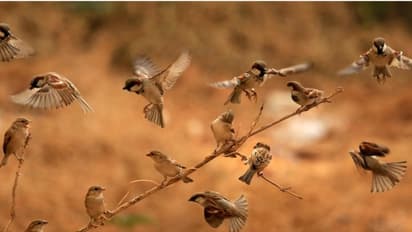 சிட்டாக பறக்கும் சிட்டுக்குருவிகள் எங்கே போனது…?? - ஓர் அதிர்ச்சி ரிப்போர்ட்..!!