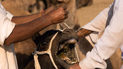 13 camels being smuggled to slaughterhouse rescued in Bidar