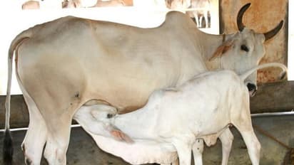 கறவை மாட்டு இனங்களை இப்படிதான் தேர்வு செய்யணும்...