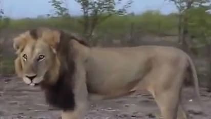 സിംഹവുമായി ജീപ്പില് തിരക്കേറിയ റോഡിലിറങ്ങിയ യുവാവ്.!