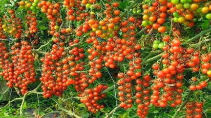 தக்காளியில் அதிக மகசூல் பெறுவது எப்படி? இதை வாசிங்க…