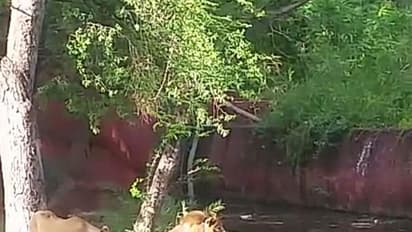 മദ്യലഹരിയില് മൃഗശാലയിലെത്തിയ യുവാവ് സിംഹത്തിന് കൈ കൊടുക്കാന് കൂട്ടിലിറങ്ങി