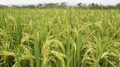 பிபிடி 5,204 ரகத்துக்கு மாற்று ரகம் டிகேஎம் 13; 6 டன் மகசூல் தருமாம்…