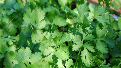 கொத்தமல்லியை சொட்டுநீர் பாசனத்தில் கூட சாகுபடி செய்து லாபம் அள்ளலாம்…