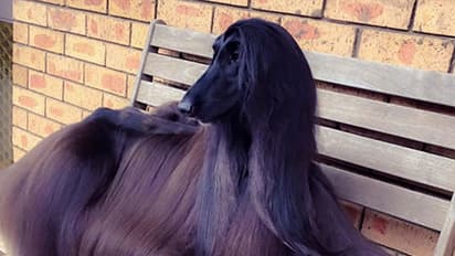 ಆಫ್ಘಾನಿಸ್ತಾನದ ಈ ಶ್ವಾನಕ್ಕೆ ಫುಲ್ ಡಿಮ್ಯಾಂಡ್.. ದೊಡ್ಡ ದೊಡ್ಡ ಕಂಪನಿಗಳು ಇದರ ಹಿಂದೆ ಬಿದ್ದಿರುವುದೇಕೆ ಗೊತ್ತಾ..?