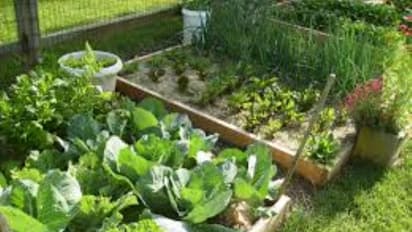 காய்கறி தோட்டம் அமைப்பதால் கிடைக்கும் பயன்கள் இதோ...