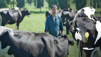 ஒன்றரை லட்சம் பசுக்களை கொல்லப் போறாங்களாம் !! எங்கு ? எதற்கு தெரியுமா ?