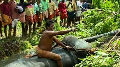 Temple elephant trapped in swamp rescued after 17 hours