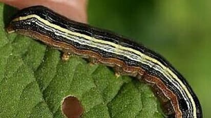 இலை மடக்குப் புழு நெற்பயிரைத் தாக்குவதால் ஏற்படும் பாதிப்புகள் மற்றும் தீர்வுகள்...