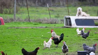 Traws Pharma Stock Hits 6-Month Highs On Bird Flu Treatment Breakthrough, Retail Interest Soars