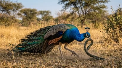 Wildlife Facts Kannada: ವಿಷಕಾರಿ ಹಾವುಗಳನ್ನು ತಿಂದರೂ ನವಿಲು ಸಾಯುವುದಿಲ್ಲವೇಕೆ? ಇಲ್ಲಿದೆ ಅಸಲಿ ಕಾರಣ! | How Peacocks Eat Venomous Snakes Without Dying The Surprising Reason | Asianet Suvarna News