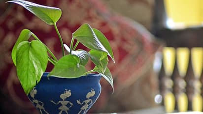 Money Plant Vastu: These 5 Mistakes Can Make You Broke, Not Rich! | Asianet  Newsable