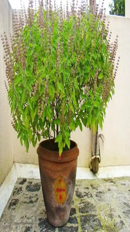 हर हिंदू घर में होती है तुलसी की पूजा