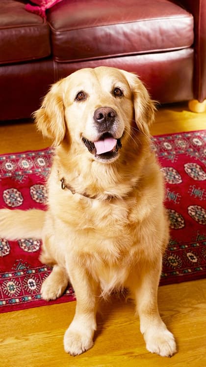 Golden Retriever