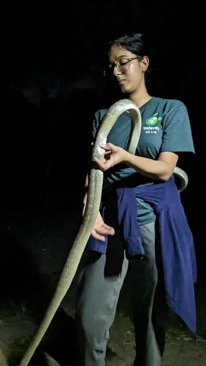 Catching aggressive snakes like cobra and python can be dangerous.
