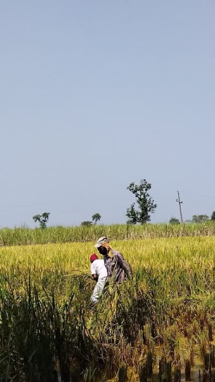 किसान हो रहे मालामाल
