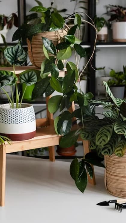 Step 3: Choose Your Plants