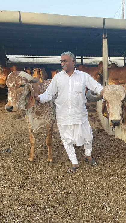 Ramesh Bhai has over 250 cows