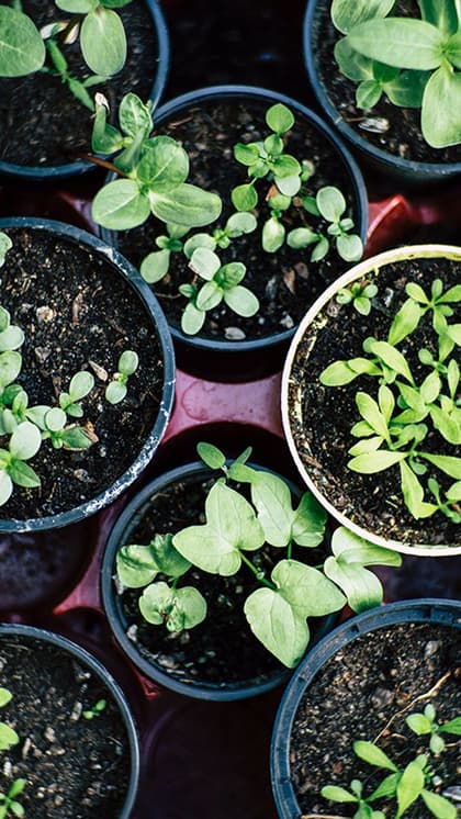 7 steps to create your own garden