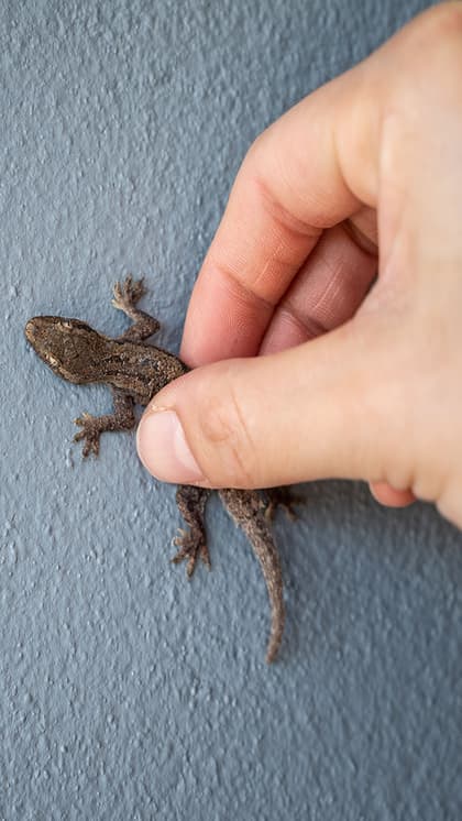 how to make coffee and tobacco balls for lizards 25+ Ways Get Rid of at Home Naturally Permanently How to catch a small