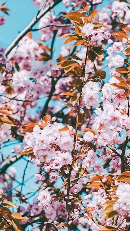 Hanami (Cherry blossom viewing)
