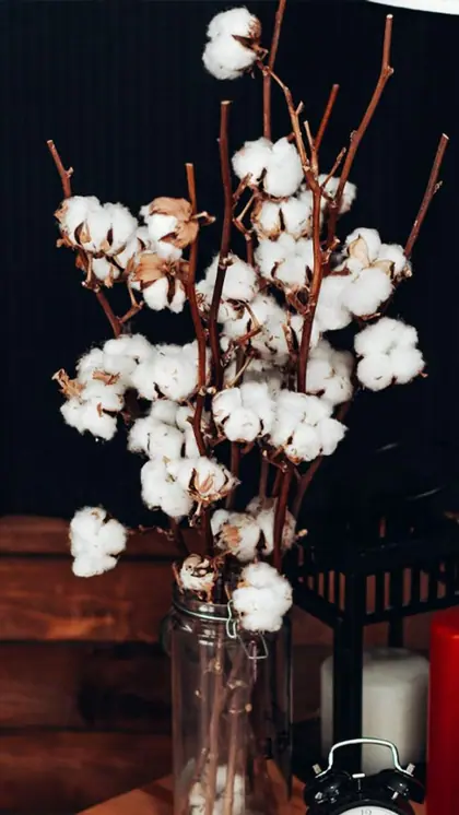 Cotton Plant