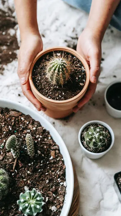 Cactus