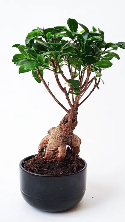 Bonsai