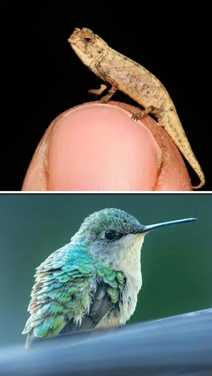 7 smallest Animals in the world