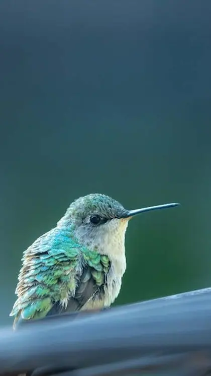 Bee Hummingbird