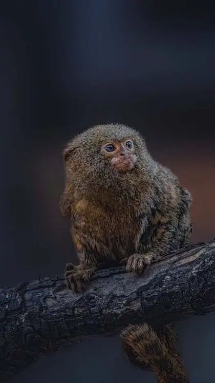 Pygmy Marmoset