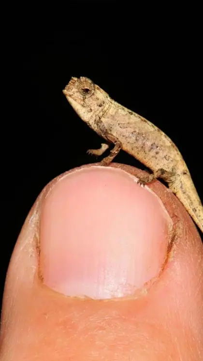 Brookesia Micra Chameleon