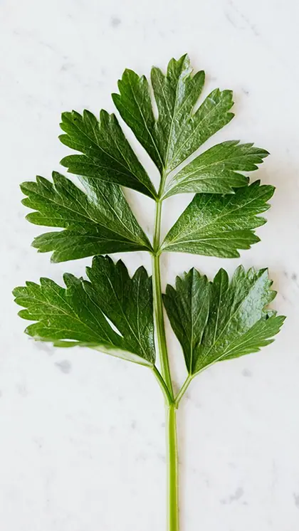 2. Digestive Issues