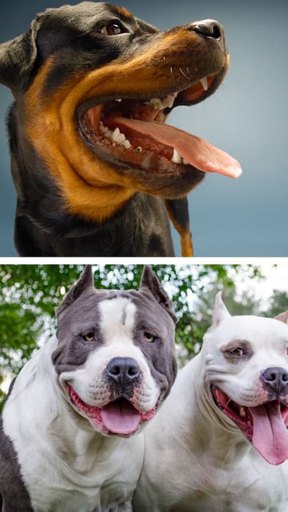 Scariest Dog Breeds: Discover the Fierce and Fearsome