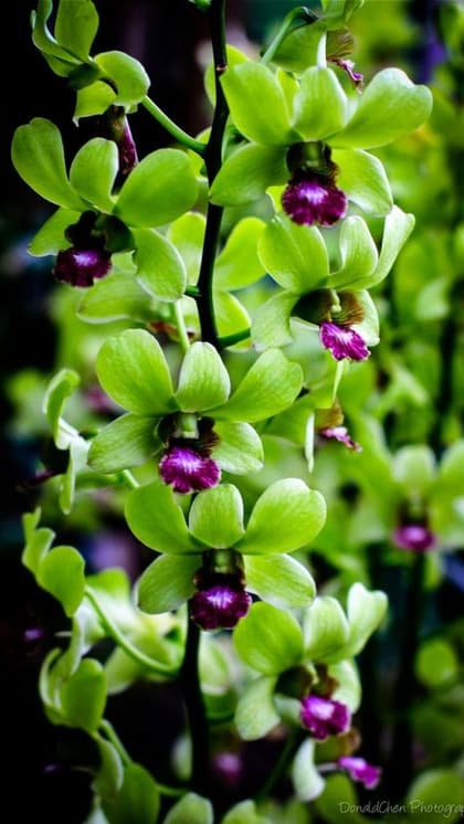 Shenzhen Nongke Orchid
