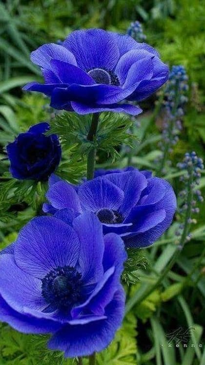 Blue Himalayan Poppy