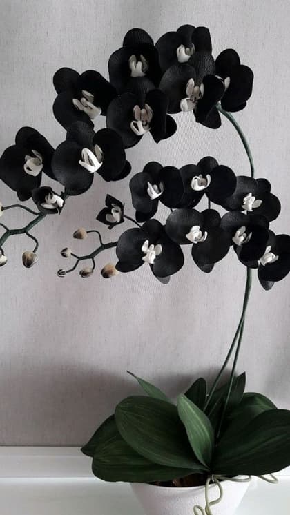 Black Orchid