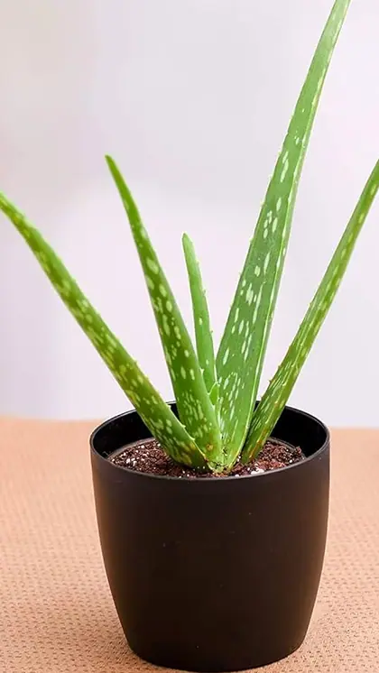 Add Aloe Vera: